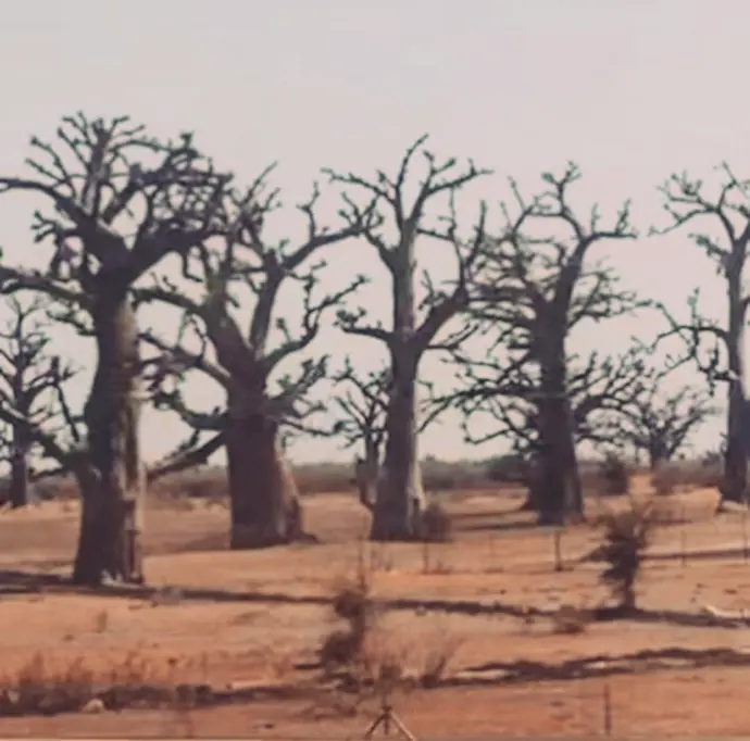 Bosque de baobabs, cerca de Dakar